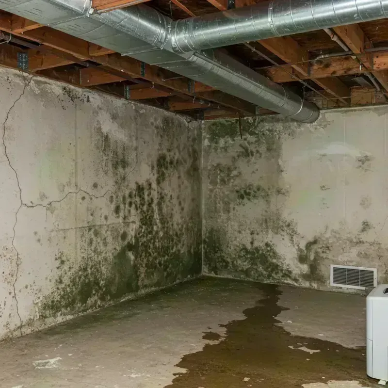 Professional Mold Removal in Freeport, IL